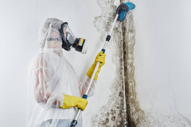 Best Same-Day Mold Removal  in Inesville, GA