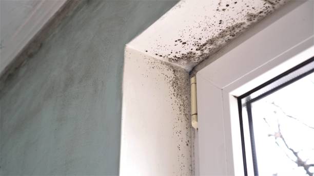 Best Mold Removal Company Near Me  in Inesville, GA