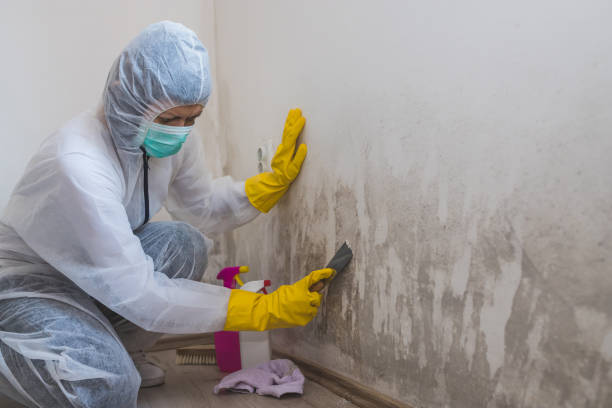 Best Certified Mold Removal  in Inesville, GA