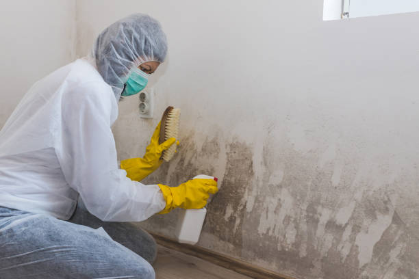 Best Fast Mold Removal  in Inesville, GA