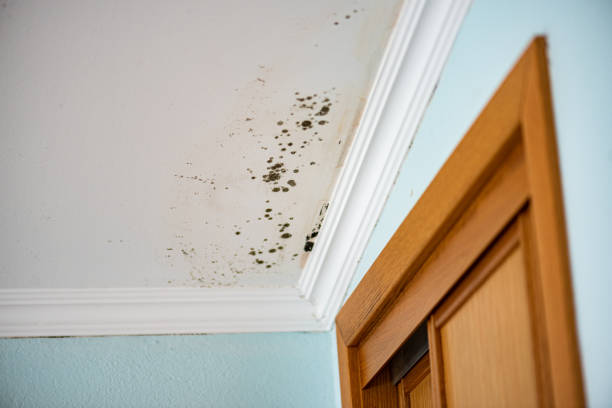 Best Home Mold Removal  in Inesville, GA