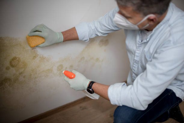 Best Commercial Mold Removal  in Inesville, GA
