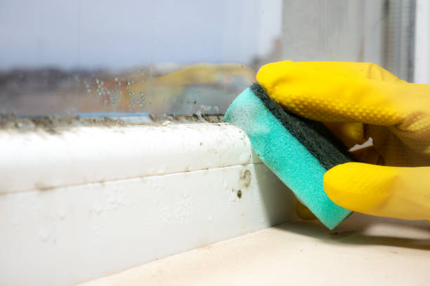 Crawl Space Mold Removal in Gainesville, GA