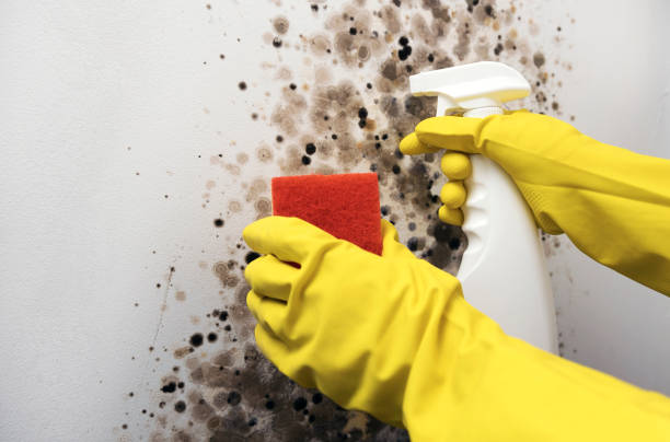 Home Mold Removal in Gainesville, GA