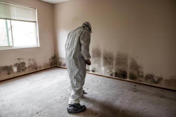 Reliable Gainesville, GA Mold Removal Solutions