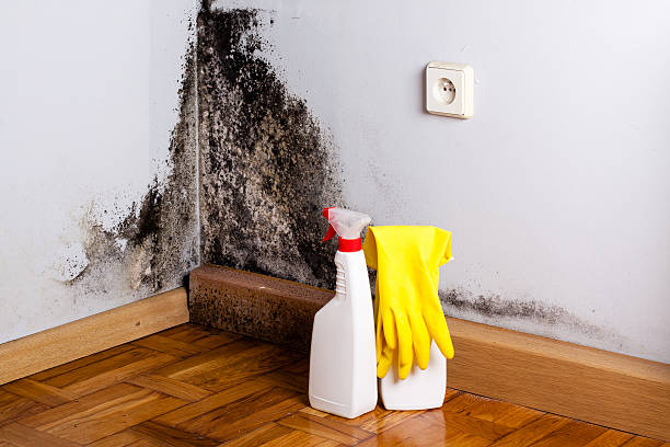Best Mold Cleaning Services  in Inesville, GA