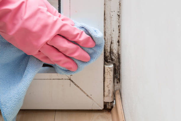 Best Local Mold Removal Service  in Inesville, GA